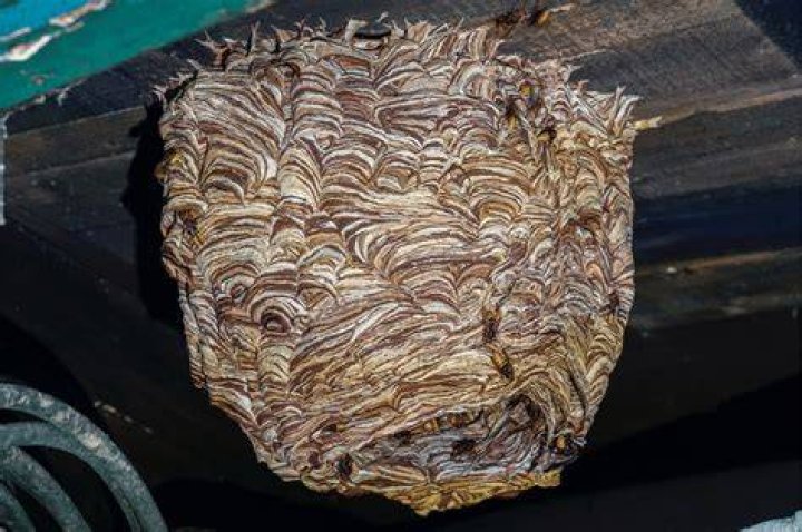 What is a nest of vipers?