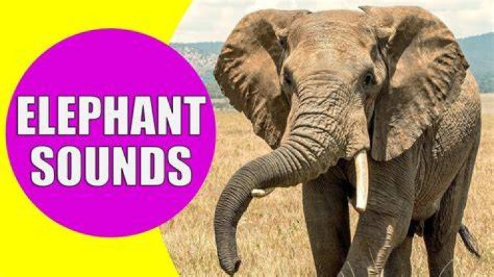 What is a sound of an elephant?