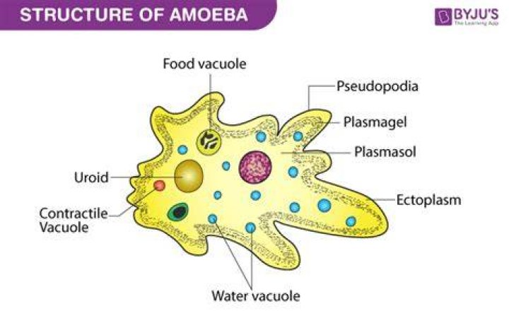 What is amoeboid protozoan?