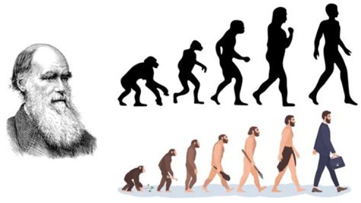 What is an example of evolutionary?
