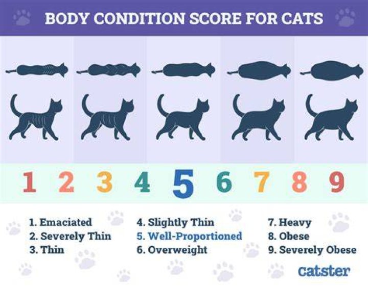 What is an obese feline?