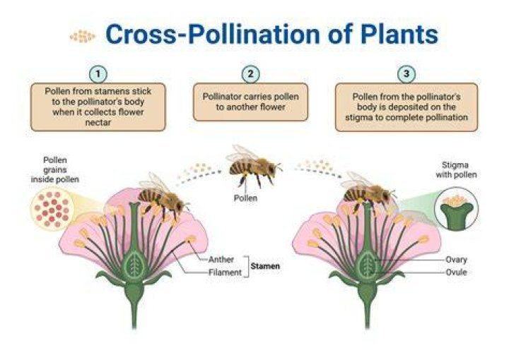 What is cross pollination short answer?