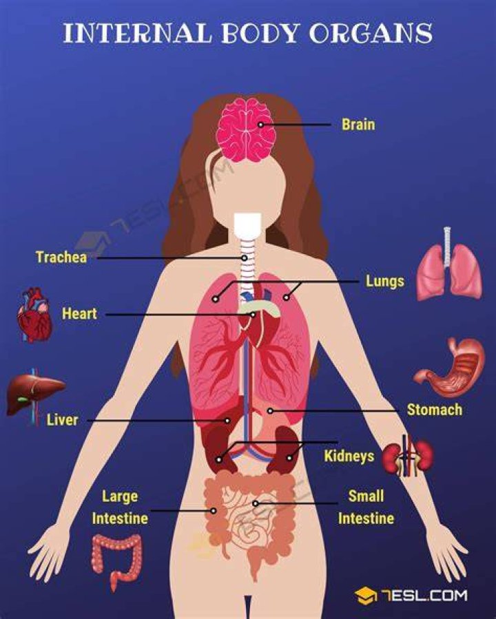 What is inside our body parts?