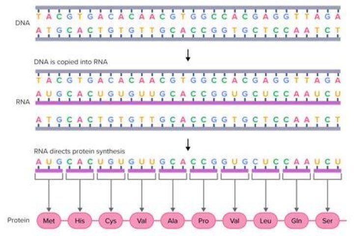 What is sequence length in protein?
