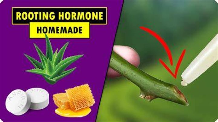 What is the best homemade rooting hormone?