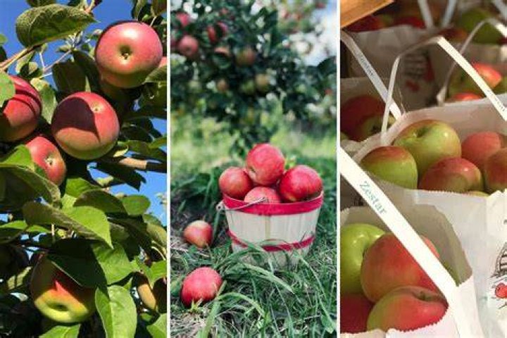 What is the best month to go apple picking?