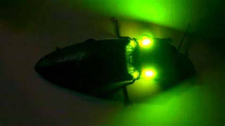 What is the bug that glows?