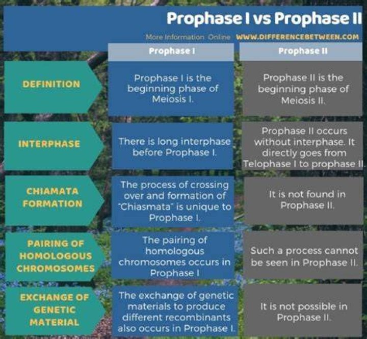 What is the difference between prophase I and prophase II?