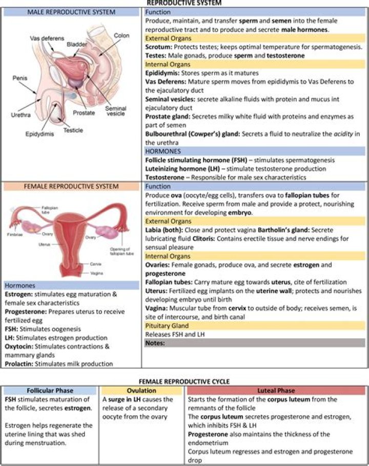 What is the function of the male and female reproductive system?
