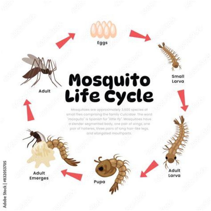 What is the mode of reproduction of mosquito?