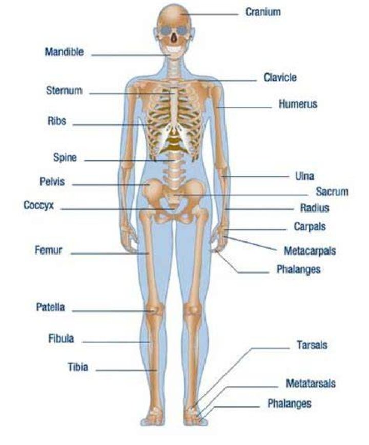 What is the name of the body parts?