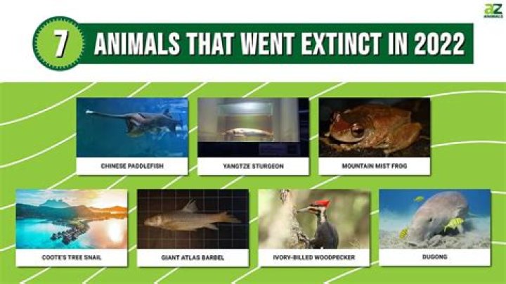 What is the next animal to go extinct?