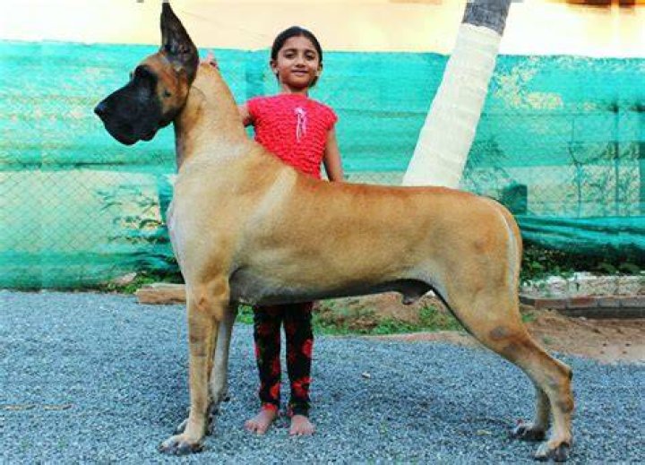 What is the price of dog in India?