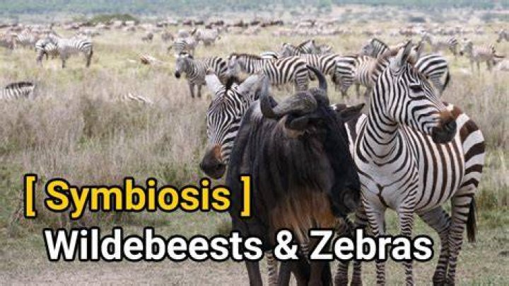 What is the relationship between lion and zebra?