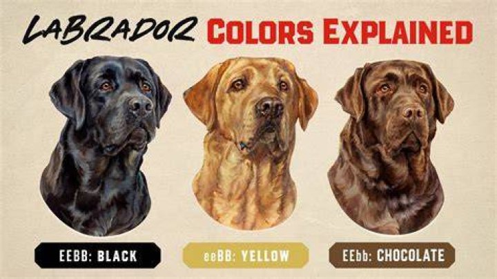 What kind of coat does a charcoal lab have?