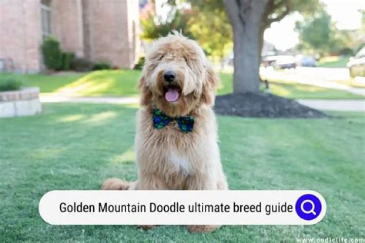 What kind of dog is a golden mountain Doodle?