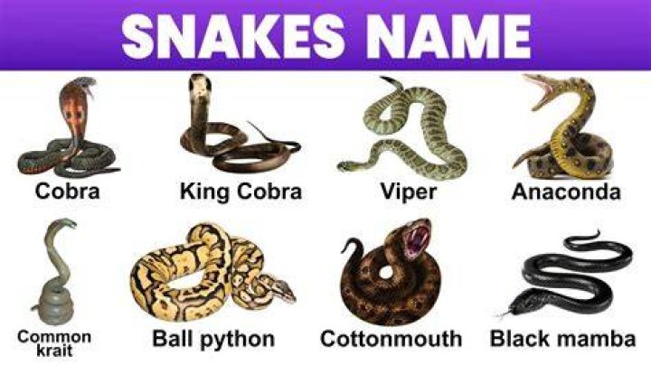 What name means snake?