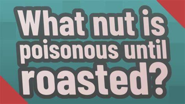 What nut is poisonous until roasted?
