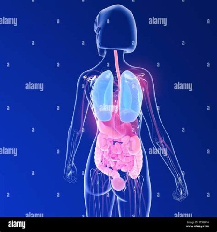 What organs are in your back?
