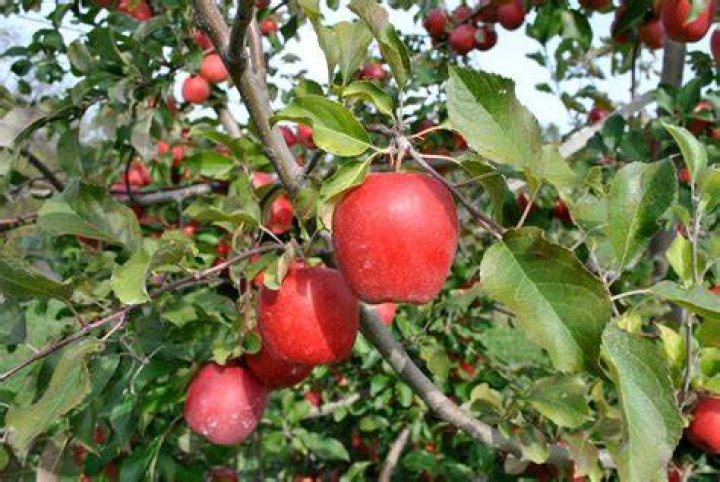 What plant do apples belong to?