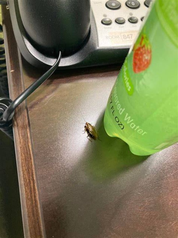 What should I do if I see a cockroach?