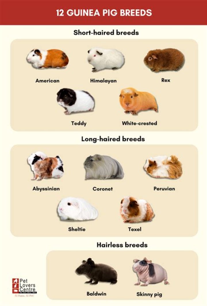 What should I name my pet guinea pig?