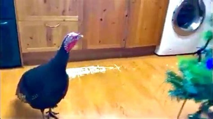 What should I name my pet turkey?