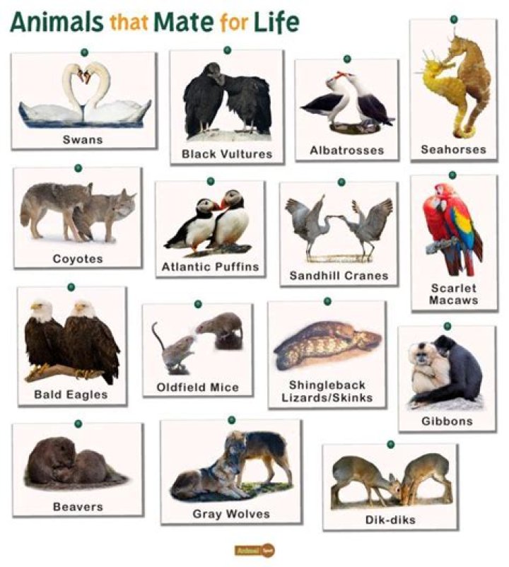 What species mates the most?