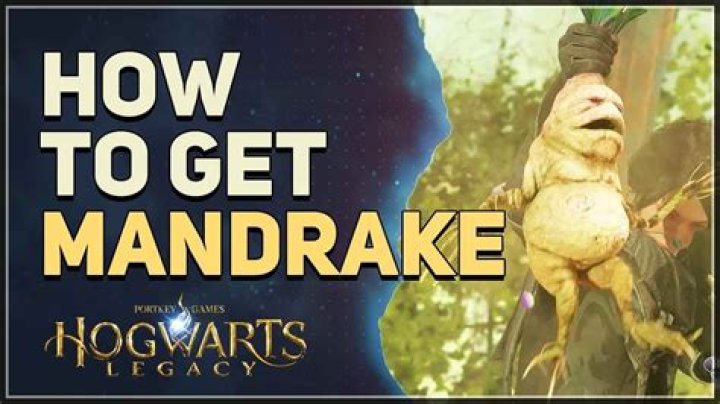 Where do you get mandrake?