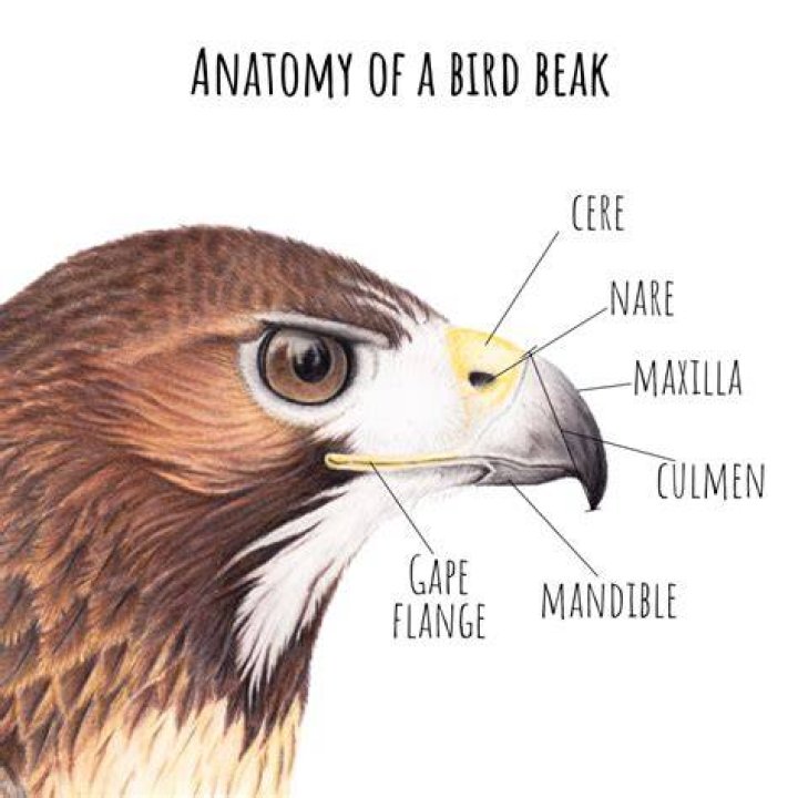 Where is Birds Eye made?