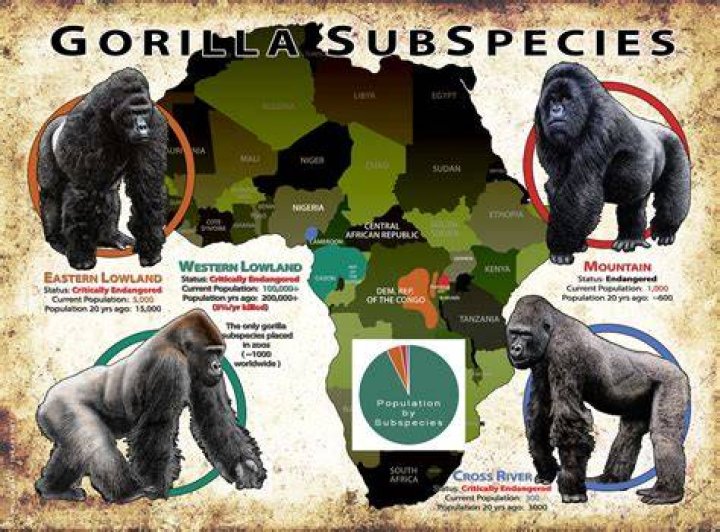 Where is Gorillas delivery from?