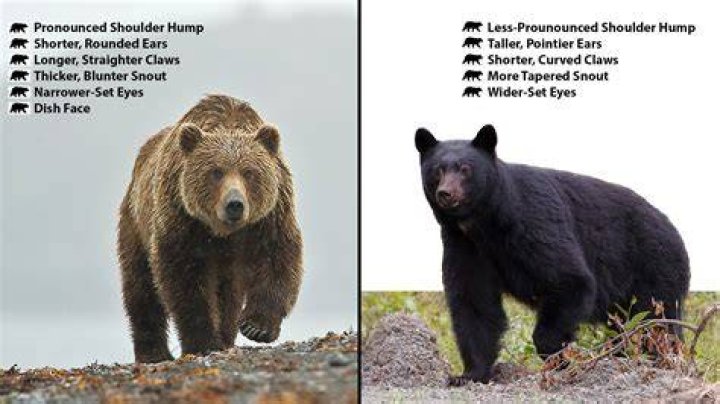 Which bear is the most dangerous black or brown?