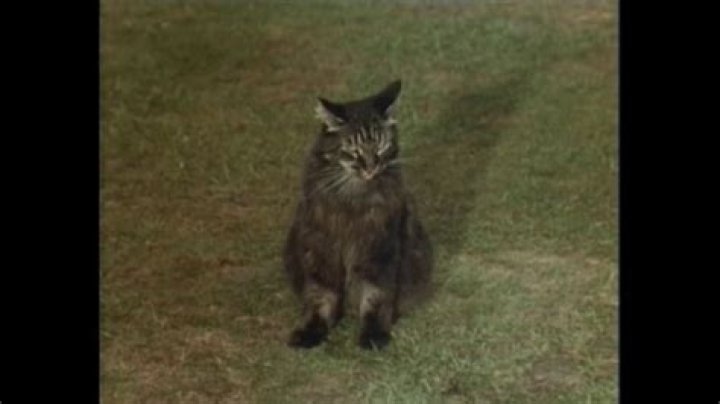 Which Monty Python episode has Confuse a cat?