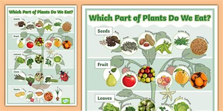 Which plant flower do we eat?