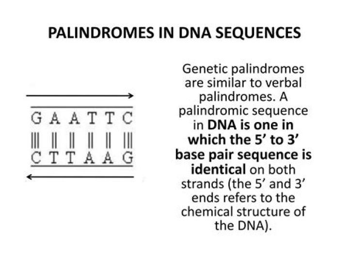 Which sequences are palindromes?