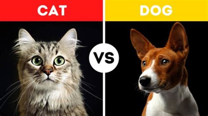 Who would win in a cat vs dog fight?