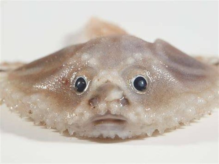 Why a fish is not a fish?