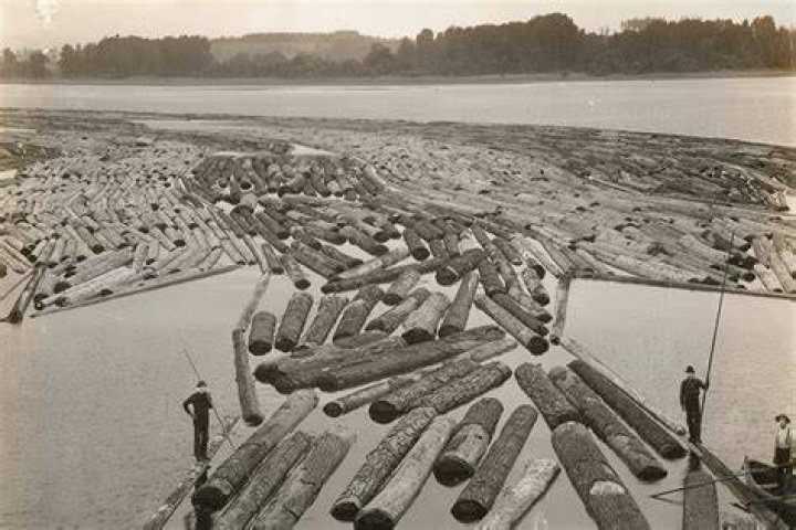 Why are there logs in the river?