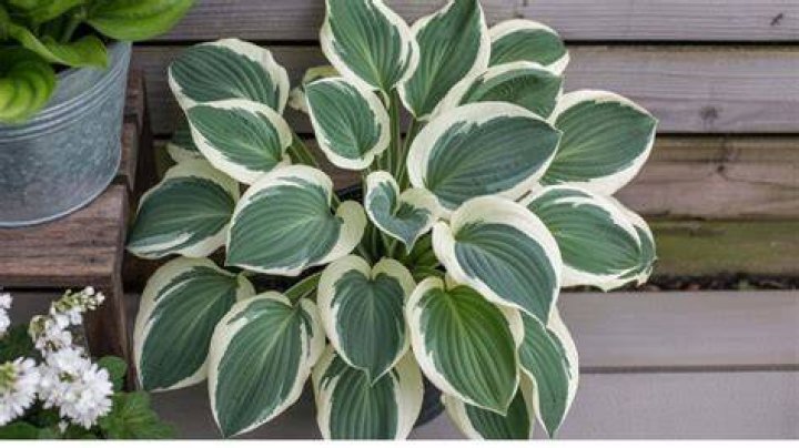 Why didn't my hostas come back?