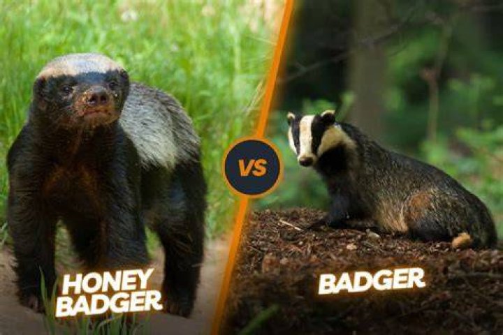 Why is honey cruel?