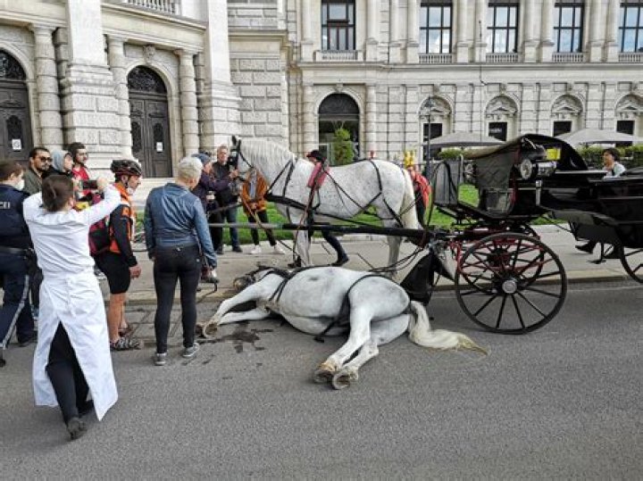Why is immortality in the carriage?