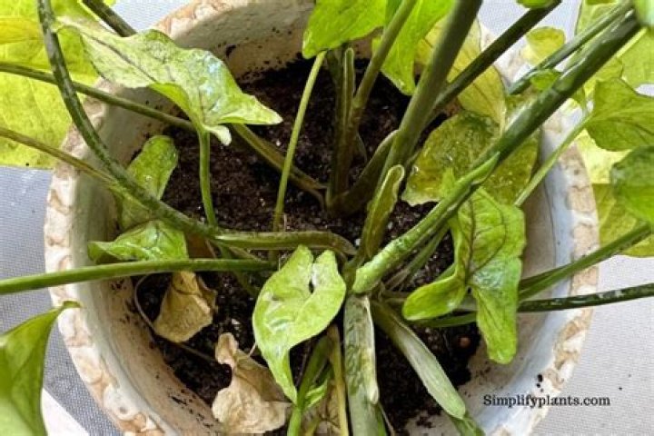 Why is my Arrowhead Plant falling over?