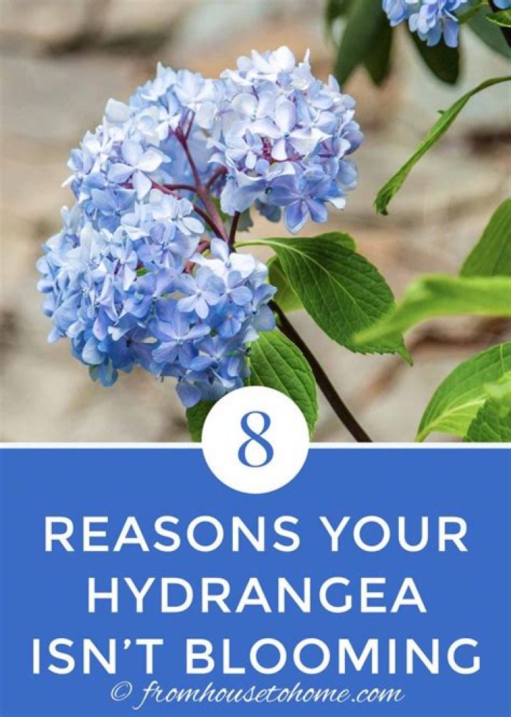 Why is my hydrangea not flowering?
