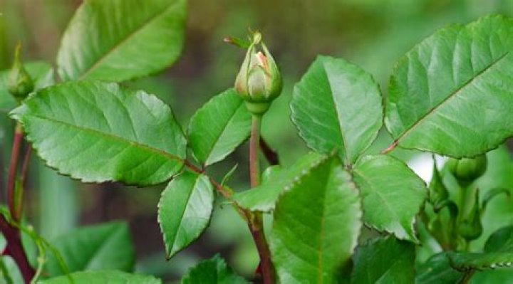 Why is my rose bush not blooming?